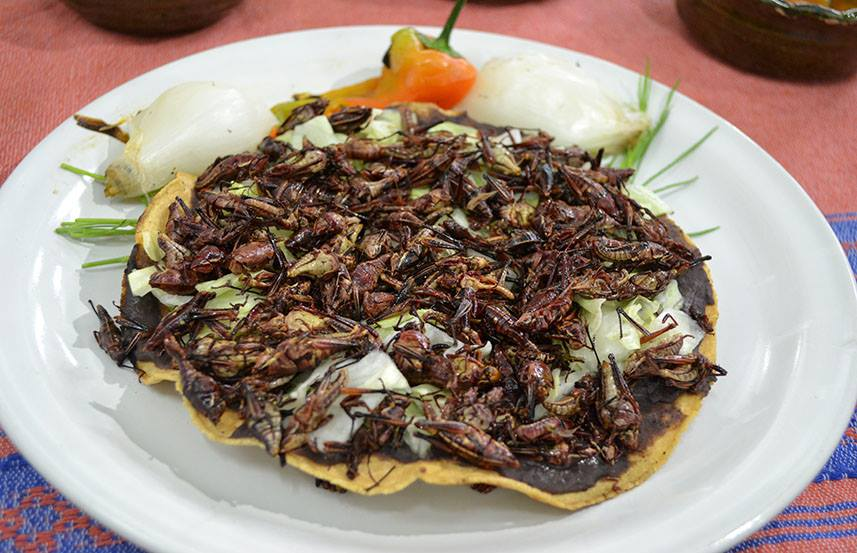 Tlayudas con Chapulines